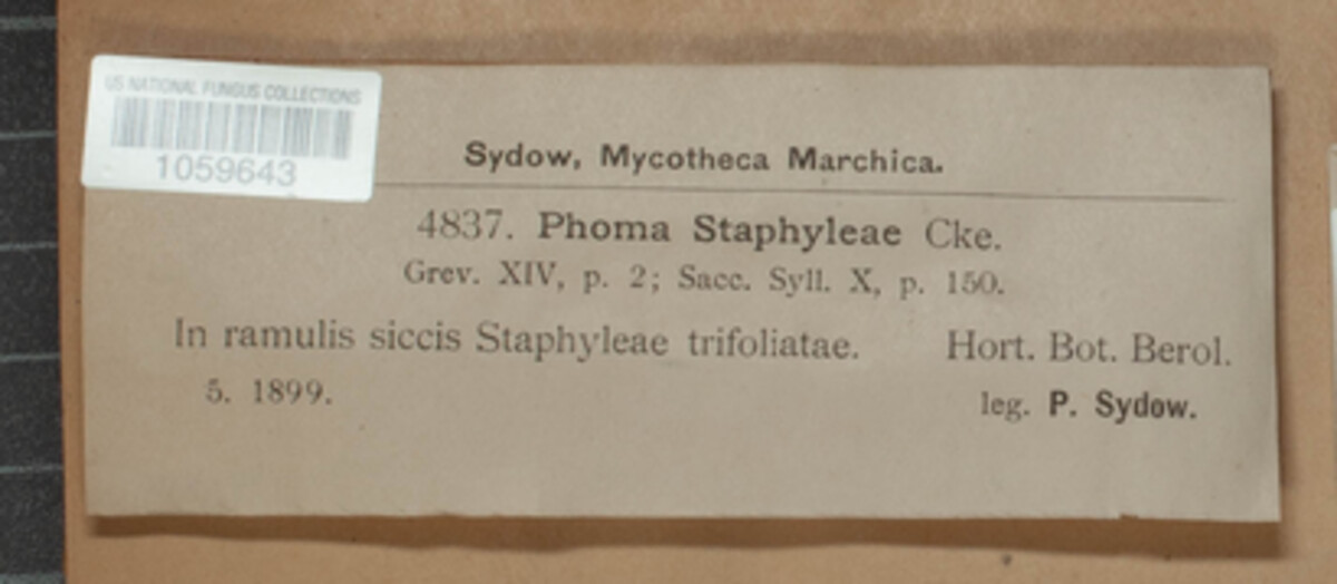 Phomopsis staphyleae image